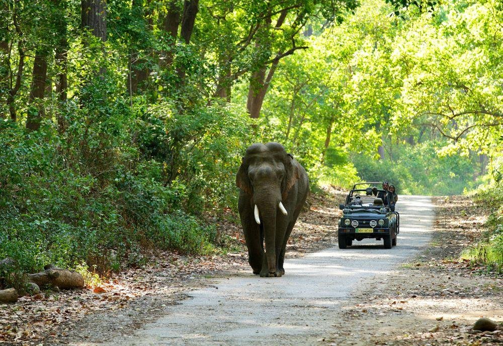 Elephant Safari